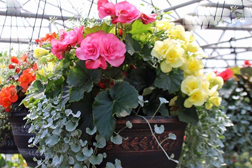 greenhouse