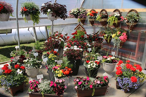greenhouse