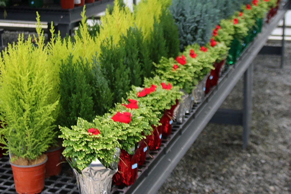 hillside garden center