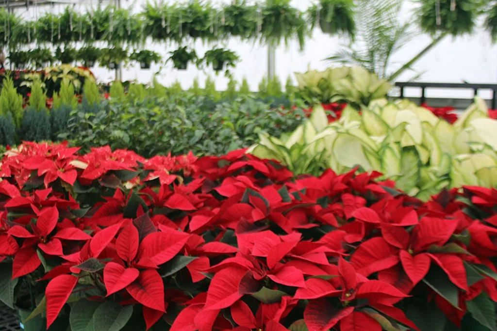 hillside garden center