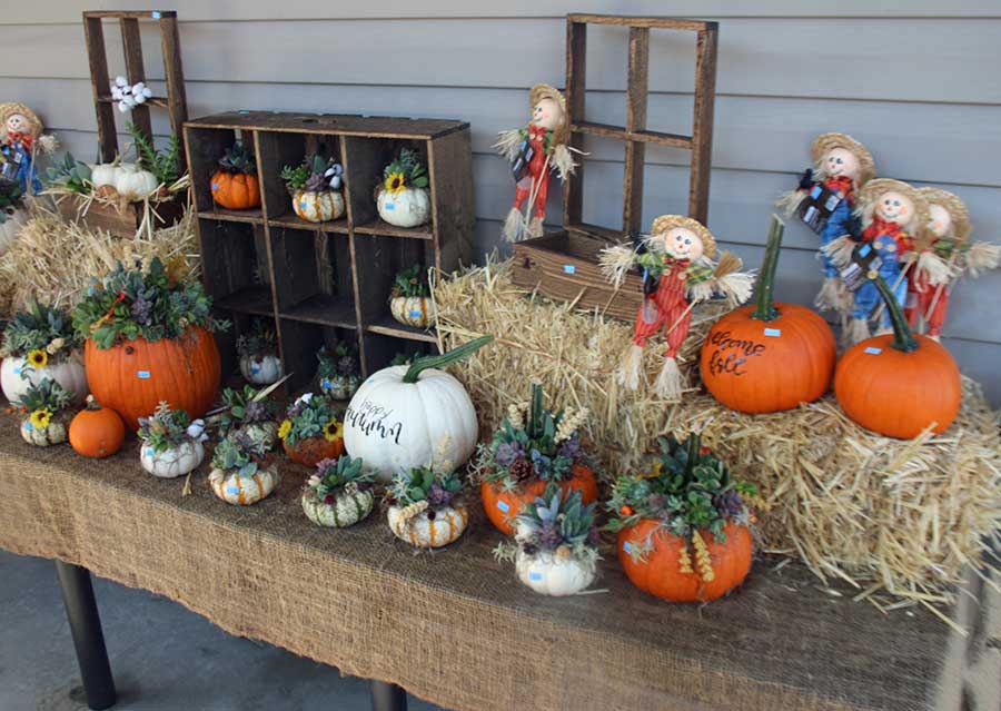 fall pumpkins