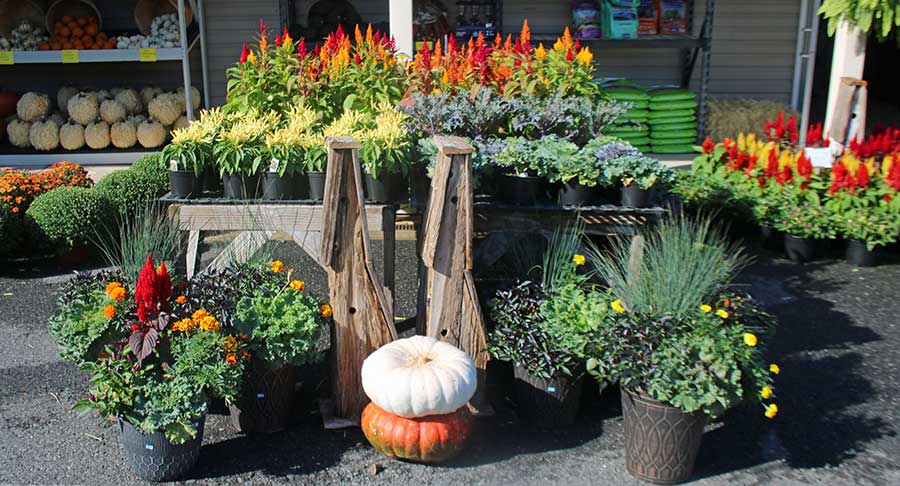 autumn decor