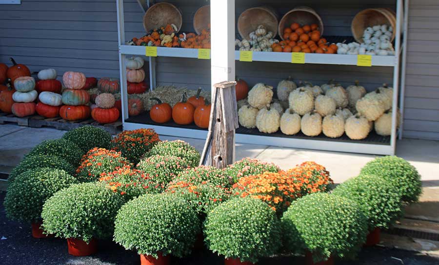 autumn decor